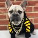 Stylish Yellow Dog Coat for Small Breeds | Winter Hoodie & Jacket for Schnauzer Corgi French Bulldog & Teddy | XXL/2XL - Buy Online on GoSupps.com