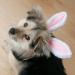 ANIAC Pet Bunny Ears Headgear for Cats and Small Dogs - Easter Costume Headband (Small/Head Girth 9.5-11) - Buy Online on GoSupps.com