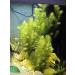Hornwort - Ceratophyllum Demersum - Live aquarium plant
