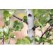 Birch Bark Tea | Betula L | corce De Bouleau Tisane | Health Embassy (200g) - Buy Online on GoSupps.com
