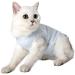 Dotoner Cat Recovery Suit - Surgical Shirt for Abdominal Wounds & E-Collar Alternative - S White Blue Stripes - Buy Online on GoSupps.com