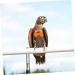 PopetPop 2-Pack Flying Bird Diapers | Small Bird Clothing & Pet Pants for Conures - 17x9cm - Buy Online on GoSupps.com
