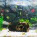 CTPENG Aquarium Cave - Kunst Resin Betta Decoration - Ideal for Small & Medium Aquariums (Harz 13.5x9x5.5 cm) - Buy Online on GoSupps.com