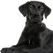 Shop Asvin Velvety Dog Collar - Soft Comfortable & Multi-Color Options for Weddings Birthdays & Parties - Removable Dog Flying | International Shipping - Buy Online on GoSupps.com