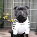 Stylish White Dog Coat for Small Breeds - Winter Hoodie & Jacket for Schnauzers Corgis French Bulldogs & Teddies - XXL 2XL - Buy Online on GoSupps.com