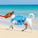 Buy Convinit Dog Life Jacket - Adjustable Pet Vest for Small Medium & Large Dogs | Ideal for Boating Swimming & Surfing | Reflective & Grippy | Blue - Buy Online on GoSupps.com
