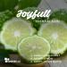 SenseLAB Bergamot Essential Oil - 100% Pure Therapeutic Grade Extract for Diffuser, Humidifier & Hair Care - Citrus Fragrance Oil - 10ml - Buy Online on GoSupps.com