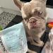 Scooch Allergy & Itching Chews | Vet-Formulated Hypoallergenic Plant-Based Treats | Peanut Butter & Coconut | Soothes Itchy Skin | 60 Chews - Buy Online on GoSupps.com