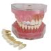 Samnuerly 28 Removable Teeth Dental Implant Model Translucent Standard Model for Research Teaching Removable Lower Jaw