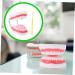 Ultechnovo 3D Tooth Model for Adult Education | Dental Teaching Model & Typodont for Dentists - International Shipping Available - Buy Online on GoSupps.com