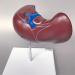 Human Liver Model Hepatobiliary Model Liver Hepatic Distribution Bile Duct Distribution Hepatic Gallbladder for Mediacl Educational Training Aid - Buy Online on GoSupps.com