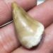 1 20-30mm Natural Animal Mosasaur Tooth Specimen which can be Used as a Gift Decoration Pendant Reiki Stone ERTEYIN