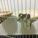 Ycnpeatt 1 Piece Cotton Bird House Bird Nest with Set screw for Budgies Parakeet Cockatiel Small Medium Parrot Cage Hatching Nesting Box - Buy Online on GoSupps.com