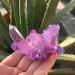 Natural Crystal Rough Specimen 80-90g Purple Flame Aura Quartz Crystal Cluster Specimen - Buy Online on GoSupps.com