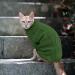 Alagirls Small Dog Sweater - Warm Turtleneck Winter Clothing for Chihuahua Yorkie Poodle & Pomsky - Army Green M - Buy Online on GoSupps.com
