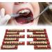 Professional Polished Synthetic Resin Tooth Model for Flawless Cleaning - Ideal for Learning and Study - Buy Online on GoSupps.com