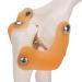 Life-Size Elbow Joint Model - Accurate Skeleton for Study & Teaching | International Shipping - Buy Online on GoSupps.com