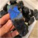 Collection Beautiful Natural Labrador Stone Rough Stone Natural gem Reiki Healing (Size : 80-90g) - Buy Online on GoSupps.com