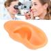 Simulated Left Ear Mould - Lifelike Fake Ear Model for Hospital Education - Buy Online on GoSupps.com