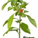 Sewanti Organic Tribulus Power Npn 80070793 60 gram - Buy Online on GoSupps.com