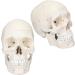 Life Size Human Head Skull Anatomical Model Upgraded Removable Human Adult Skull Head Bone Mold Anatomical Replica for Student Study Course Educational Study - Buy Online on GoSupps.com