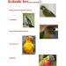 Guanlant Flight Suits for Parrots | Diapers for Monk, Cockatiels, Sun Conure, Senegal | Bird Training Clothes with Leash Hole - Buy Online on GoSupps.com