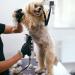 Cosyonall Dog Grooming Replacement Blade Compatible with Andis Clippers Carbon Steel Removable Ceramic Sharp Edge Also Compatible with Wahl/Oster Dog Clippers 3PCS/4FC+5FC+7FC - Buy Online on GoSupps.com