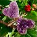 ROUPWKWO Amethyst Stone 30G Natural Amethyst Crystal Cluster Butterfly Fairy Specimen Decoratio - Buy Online on GoSupps.com