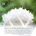 Nootropics Depot White Jelly Mushroom Capsules | 500mg | 60 Count | Tremella fuciformis - Buy Online on GoSupps.com