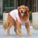 Dog Cooling Vest - Breathable Mesh Summer Jacket for Cool & Comfortable Dogs - Pink - Buy Online on GoSupps.com