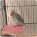 Colorful Bird Perch Stand Platform for Pet Parrot, Budgies, Cockatiels, Conure - Natural Wood Playground for Paw Grinding & Exercise - Rat Mouse Cage Accessories - Buy Online on GoSupps.com