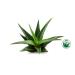 Frela 100% Pure Organic Aloe Vera Pulp 12 Ounce - Buy Online on GoSupps.com