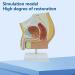 DYTAH Organ Model - Male Reproductive Urinary System Pelvic Cavity Model for Study & Teaching Aids - International Shipping Available - Buy Online on GoSupps.com
