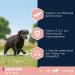 Eukanuba Premium Dry Dog Food for Large Breeds - Senior Chicken 3 kg | International Shipping Available - Buy Online on GoSupps.com