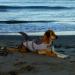Buy Cit toile Life Jacket for Dogs - Safe & Stylish Shark Design | Water Sports Vest for Small Medium & Large Dogs | Reflective & Comfortable - Gray - Buy Online on GoSupps.com