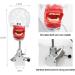 Dental Teaching Simulator with Removable Tooth Model and Rotatable Design Dental Phantom Head Model Dental Training Simulator Manikin for Teaching Practice Learning (Size : Clipped on The Table) - Buy Online on GoSupps.com