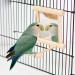 Hanging Bird Mirror Swing Toy - Interactive Play for Small Parrots & Birds - 2PCS - Buy Online on GoSupps.com