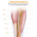 Calf Bandage Compression Sleeves for Pain Relief | Waden Compression Stockings Without Foot for Men & Women | Support for Training Cycling & Running - Pink M - Buy Online on GoSupps.com