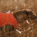 Hurtta Polar LED Light Attachment for Visibility Dog Vests - Buy Online on GoSupps.com