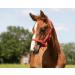 QHP Shetland Foal Halter - Nylon Foal Halter in 4 Sizes & 6 Colors Red - Buy Online on GoSupps.com