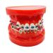 Dental Typodont With Metal Brackets Orthodontic Teeth Model With Ligature Ties Red