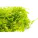 DK Aquatics VESICULARIA LIVE AQUARIUM CHRISTMAS JAVA MOSS 10g-100g (10g) - Buy Online on GoSupps.com