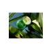 Pepertoire Aloe Vera Soothing Gel - Deep Sea Water Moisture with Barley Grass Extracts | 300ml for All Skin Types - Hydrating & Soothing - Buy Online on GoSupps.com