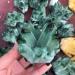 Gems for Decoration 260g Natural Crystal Green Ghost Crystal Cluster Aura Crystal - Buy Online on GoSupps.com