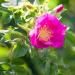 Primavera Wild Rose Oil 30ml - Organic Herbal Aroma & Body Oil - Natural Vegan & Regenerating Moisturizer in Glass Bottle - Buy Online on GoSupps.com