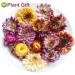 Buy Colorful Bracteantha Bractata Flower 30g | Anti-Fatigue Slimming Tea for Beauty & Liver Care - Buy Online on GoSupps.com