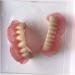 Upper Teeth and Lower Teeth Model Denture Model Mouth Tooth Model for Kids or Dentist Students Demonstration Teaching Studying Tool. - Buy Online on GoSupps.com