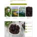 Zercumm Black Date 200G Canned Jujube Jujube Wash-Free Blood Purple Crystal like Jujube Soft Jujube Snack Sparkling Wine - Buy Online on GoSupps.com