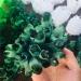 Natural Green Ghost Phantom Quartz Crystal Cluster Specimen Home Collections (Size : 300-400g) - Buy Online on GoSupps.com