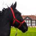 Halter for horse warmblood thoroughbred cold blood - stable halter pasture 2 compartment adjustable to chin straps and neck pieces safe & tear -resistant (red cold blood) red cold blood